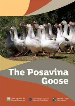 The Posavina Goose