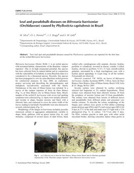 Leaf and Pseudobulb Diseases on Bifrenaria Harrisoniae (Orchidaceae) Caused by Phyllosticta Capitalensis in Brazil