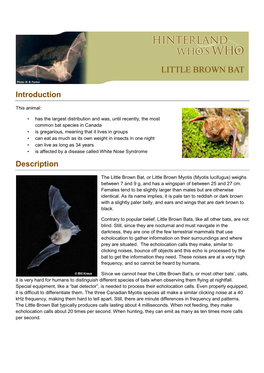 Little Brown Bat, Or Little Brown Myotis (Myotis Lucifugus) Weighs Between 7 and 9 G, and Has a Wingspan of Between 25 and 27 Cm