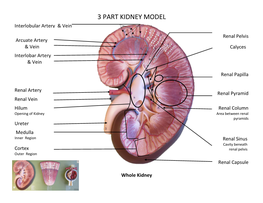 3 PART KIDNEY MODEL Interlobular Artery & Vein
