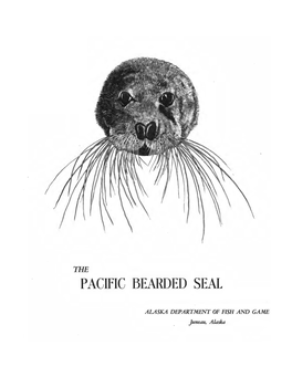 Bearded Seal