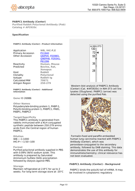 PABPC1 Antibody (Center) Purified Rabbit Polyclonal Antibody (Pab) Catalog # Ap2920c