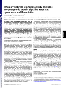 Interplay Between Electrical Activity and Bone Morphogenetic Protein Signaling Regulates Spinal Neuron Differentiation