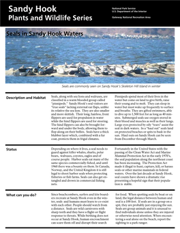 Seals in Sandy Hook Waters