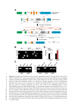 Figure S1. Generation and Verification of the Atg12 Gene Replacement Mutant in AX2 and ATG16‾ Cells