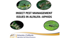 Insect Pest Management Issues in Alfalfa--Aphids