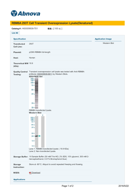 RBM8A 293T Cell Transient Overexpression Lysate(Denatured)