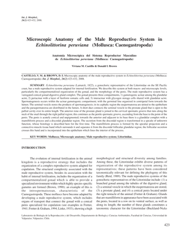 Microscopic Anatomy of the Male Reproductive System in Echinolittorina Peruviana (Mollusca: Caenogastropoda)