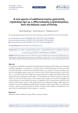 A New Species of Sublittoral Marine Gastrotrich, Lepidodasys Ligni Sp