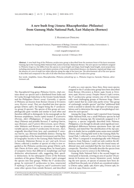 A New Bush Frog (Anura: Rhacophoridae: Philautus) from Gunung Mulu National Park, East Malaysia (Borneo)