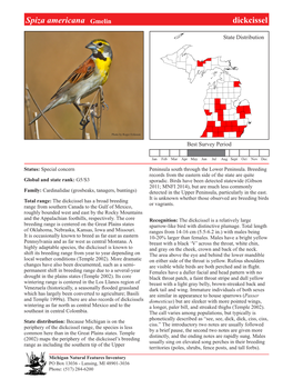 Spiza Americana Gmelin Dickcissel