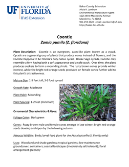 Coontie Zamia Pumila (Z