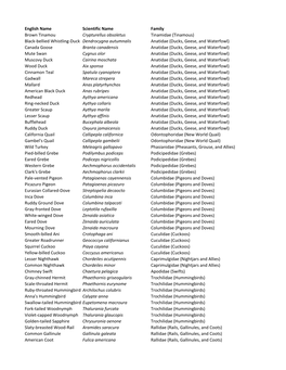 LSU MNS Big Day List 2020