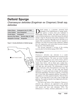 Deltoid Spurge Chamaesyce Deltoidea (Engelman Ex Chapman) Small Ssp