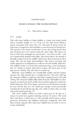 BUBALUS BUBALIS, the WATER BUFFALO 8.1 the Living Animal