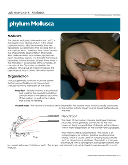 Phylum Mollusca