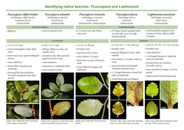 Identifying Native Beeches: Fuscospora and Lophozonia