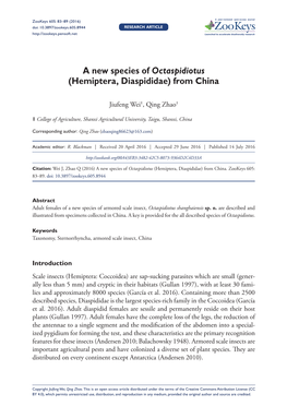 ﻿A New Species of Octaspidiotus (Hemiptera, Diaspididae) from China