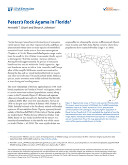 Peters's Rock Agama in Florida1