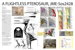 Dorsal Ribs Dorsal and Sacral Vertebrae Prepubes Gastralia