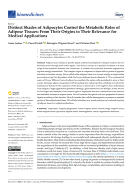 Distinct Shades of Adipocytes Control the Metabolic Roles of Adipose Tissues: from Their Origins to Their Relevance for Medical Applications