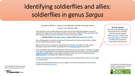 Sargus Soldierflies Guide