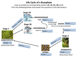 Life Cycle of a Bryophyte Look at Samples at Corresponding Stations 1A, 1B, 2A, 2B and 3