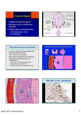 Thyroid Gland