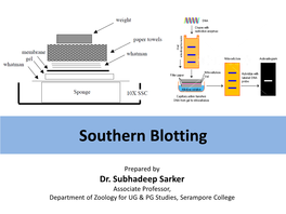 Southern Blotting