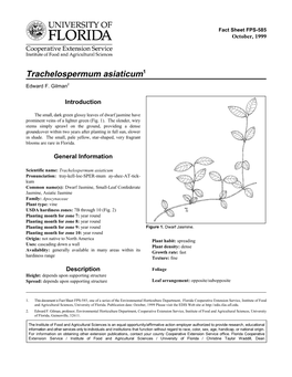 Trachelospermum Asiaticum1