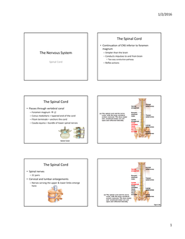 The Spinal Cord