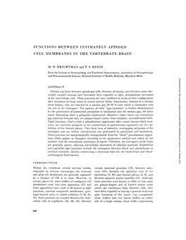 Junctions Between Intimately Apposed Cell Membranes in the Vertebrate Brain