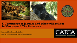 E-Commerce of Jaguars and Other Wild Felines in Mexico and the Americas