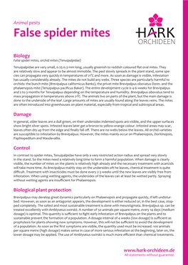 False Spider Mites ORCHIDEEN