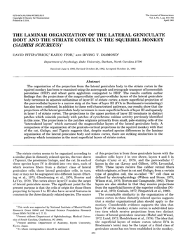 The Laminar Organization of the Lateral Geniculate Body and the Striate Cortex in the Squirrel Monkey (Saimiri Sciureus)’