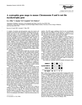 A Syntrophin Gene Maps to Mouse Chromosome 8 and Is Not the Myodystrophy Gene