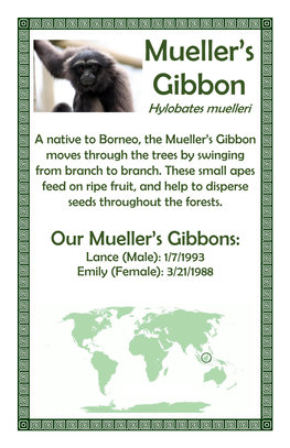 Mueller's Gibbon