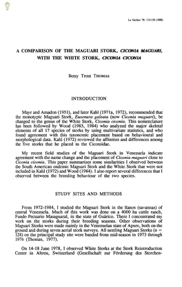 A Comparison of the Maguari Stork, Ciconia Maguari, with the White Stork, Ciconia Ciconia