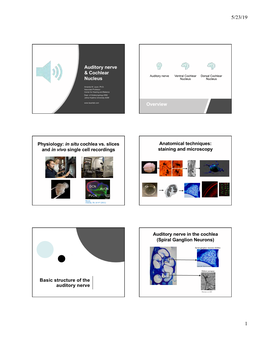 Auditory Nerve & Cochlear Nucleus Overview Physiology: in Situ Cochlea Vs. Slices and in Vivo Single Cell Recordings Anatomi