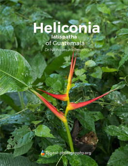 Heliconialatispatha of Guatemala Dr Nichollas Hellmuth Heliconia Latispatha of Guatemala in the Wild (Not in a Garden) Santa Rosa (Departamento), Guatemala