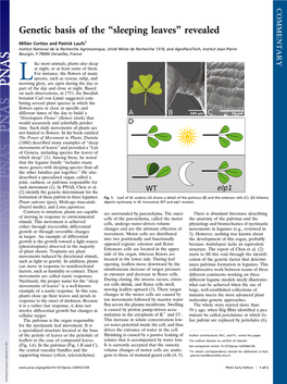 Genetic Basis of the “Sleeping Leaves” Revealed