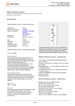 SKAP2 Antibody (Center) Affinity Purified Rabbit Polyclonal Antibody (Pab) Catalog # Ap17423c