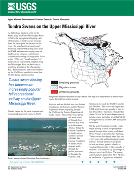 Tundra Swans on the Upper Mississippi River