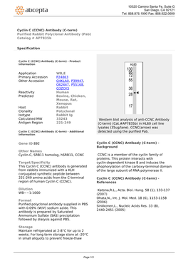 Cyclin C (CCNC) Antibody (C-Term) Purified Rabbit Polyclonal Antibody (Pab) Catalog # Ap7835b