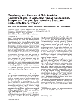 (Spermatophores) in Euscorpius Italicus (Euscorpiidae, Scorpiones): Complex Spermatophore Structures Enable Safe Sperm Transfer