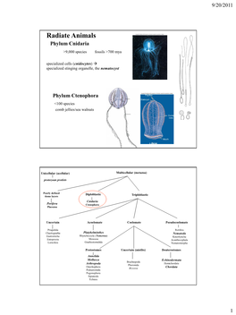 Radiate Animals Phylum Cnidaria >9,000 Species Fossils >700 Mya