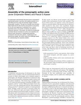 Assembly of the Presynaptic Active Zone