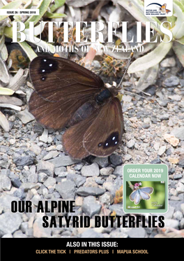 Satyrid Butterflies Our Alpine