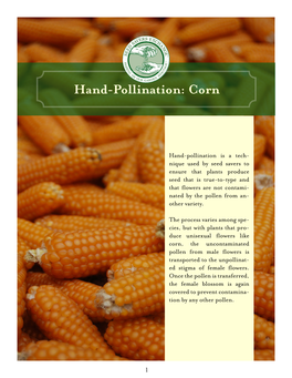 Hand-Pollination: Corn