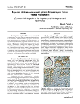 Especies Clínicas Comunes Del Género Scopulariopsis Bainier Y Taxas